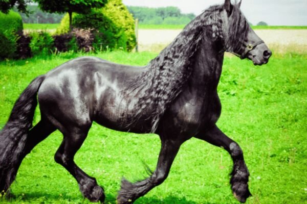 The History of Friesian Horses in Warfare