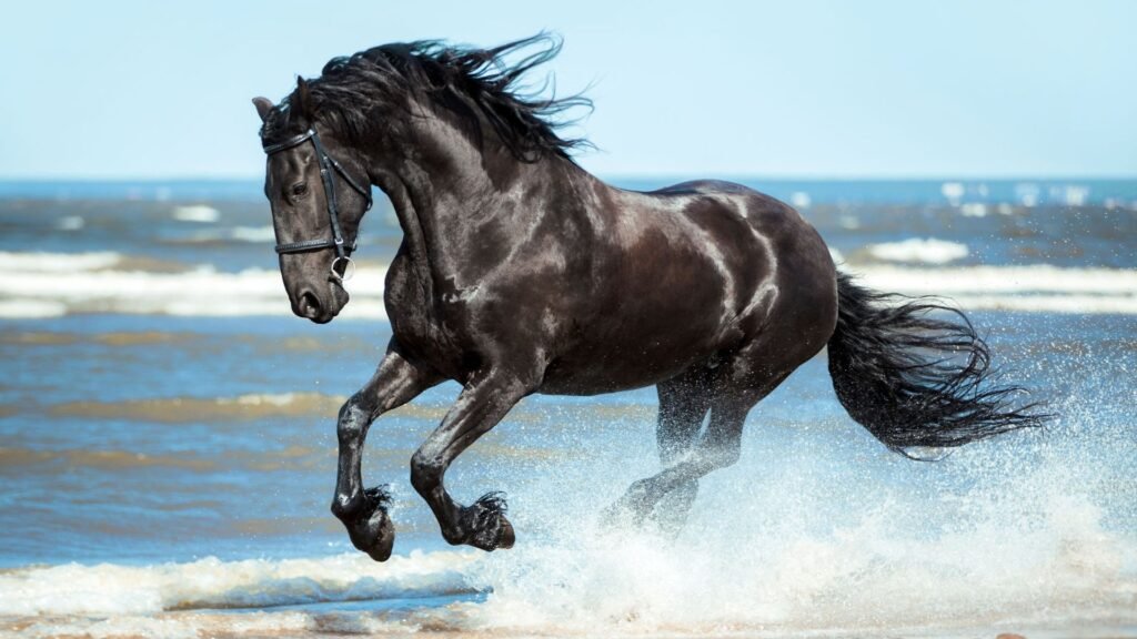 The History of Friesian Horses in Warfare