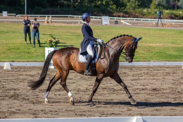 The History of Warmbloods and Their Role in Horse Racing