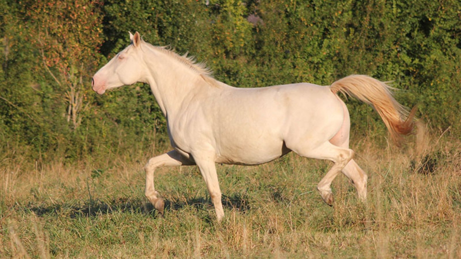 The Lifespan of Cream Draft Horses