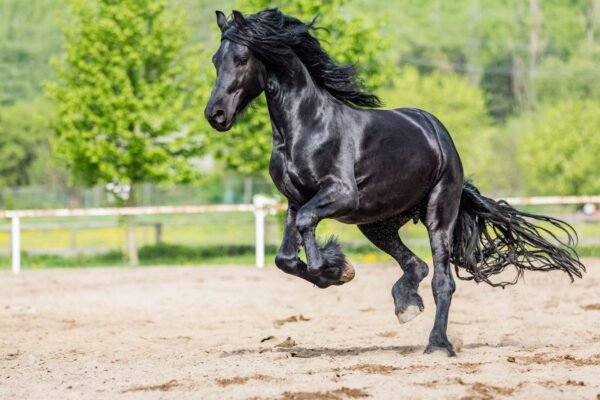 The Lifespan of Friesian Horses