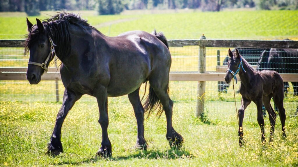 The Lifespan of Friesian Horses