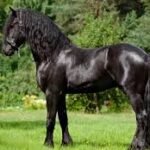 The Majestic Appearance of Friesian Stallions