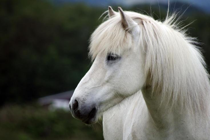 The Most Popular Pony Breeds and Their Characteristics