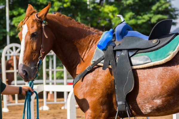 The Most Popular Warmblood Breeds in Equestrian Sports