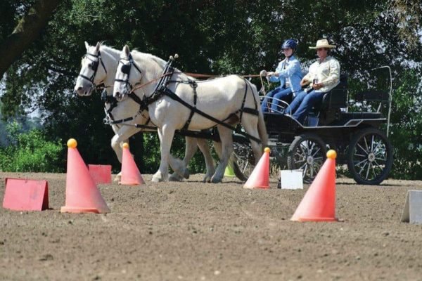 The Role of Cream Draft Horses in Parades and Festivals