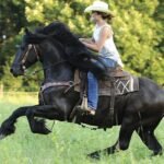 The Role of Friesian Horses in Historical Reenactments