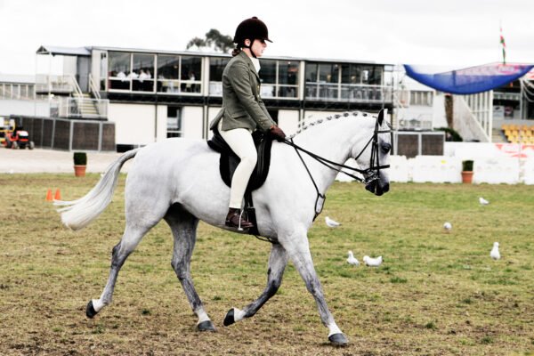 The Role of Ponies in Equestrian Sports