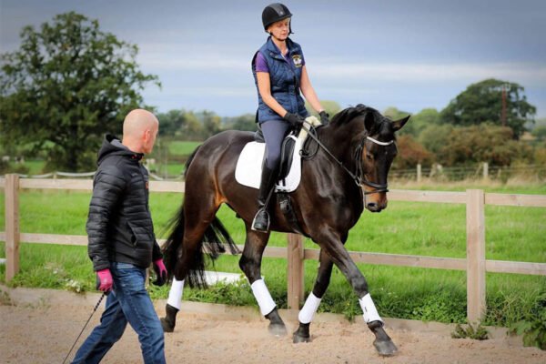 The Role of Ponies in Riding Schools