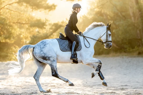 The Role of Warmbloods in Horseback Riding Schools