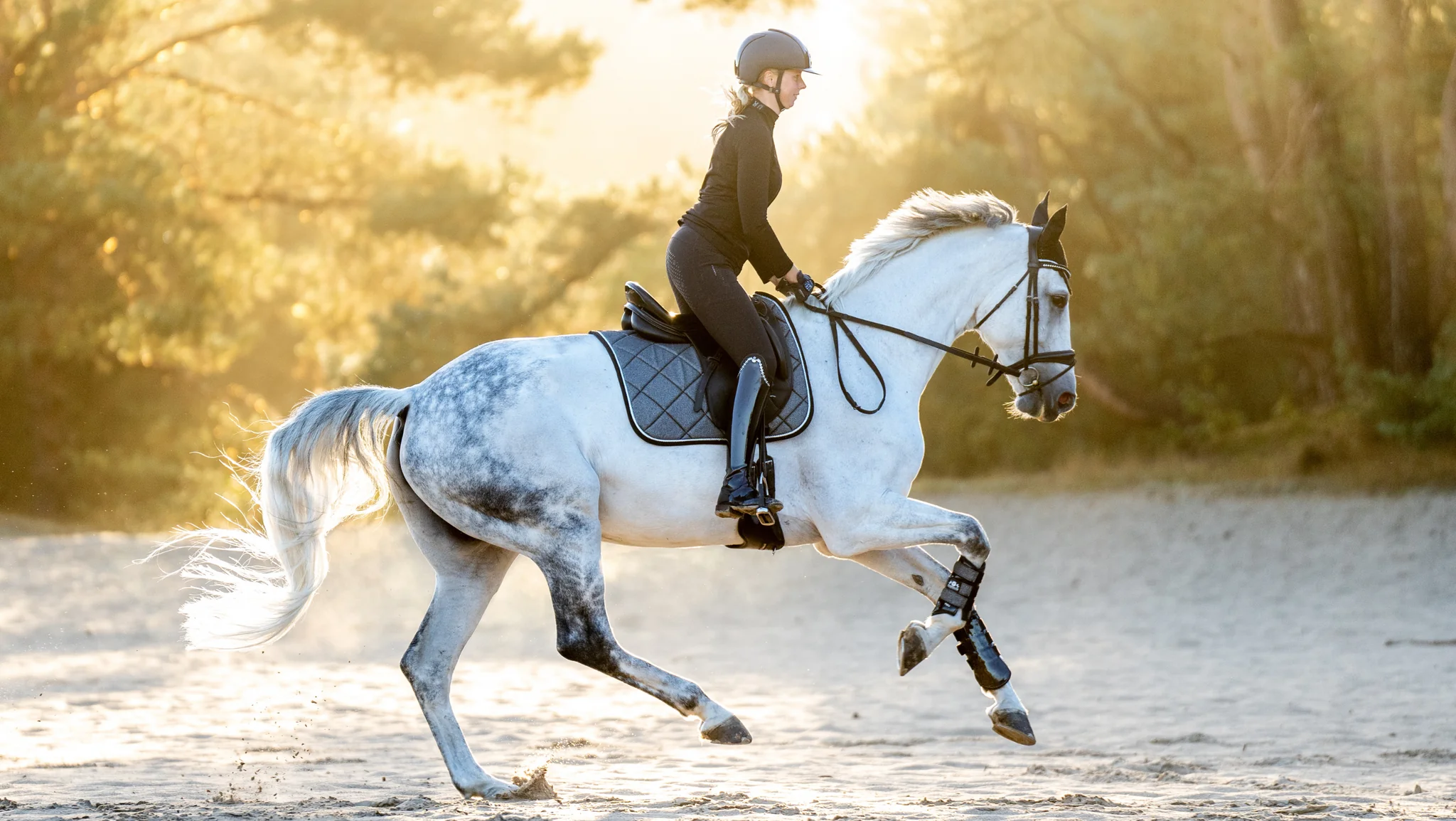 The Role of Warmbloods in Horseback Riding Schools