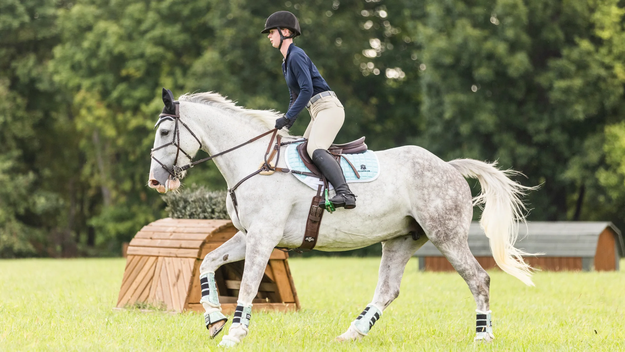 The Role of Warmbloods in Horseback Riding Schools