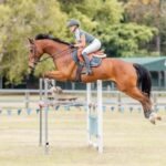 The Role of Warmbloods in Modern Equestrian Competitions