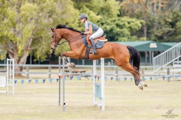 The Role of Warmbloods in Modern Equestrian Competitions