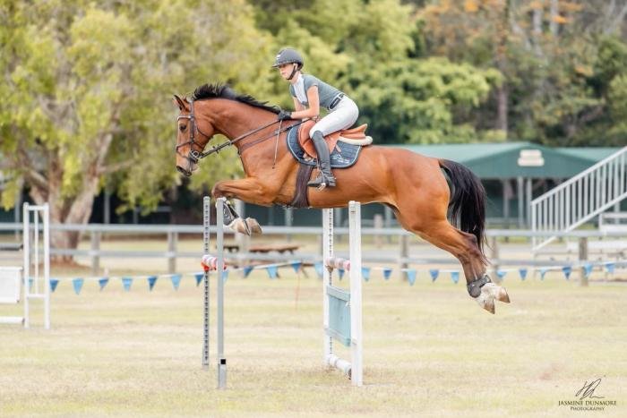 The Role of Warmbloods in Modern Equestrian Competitions