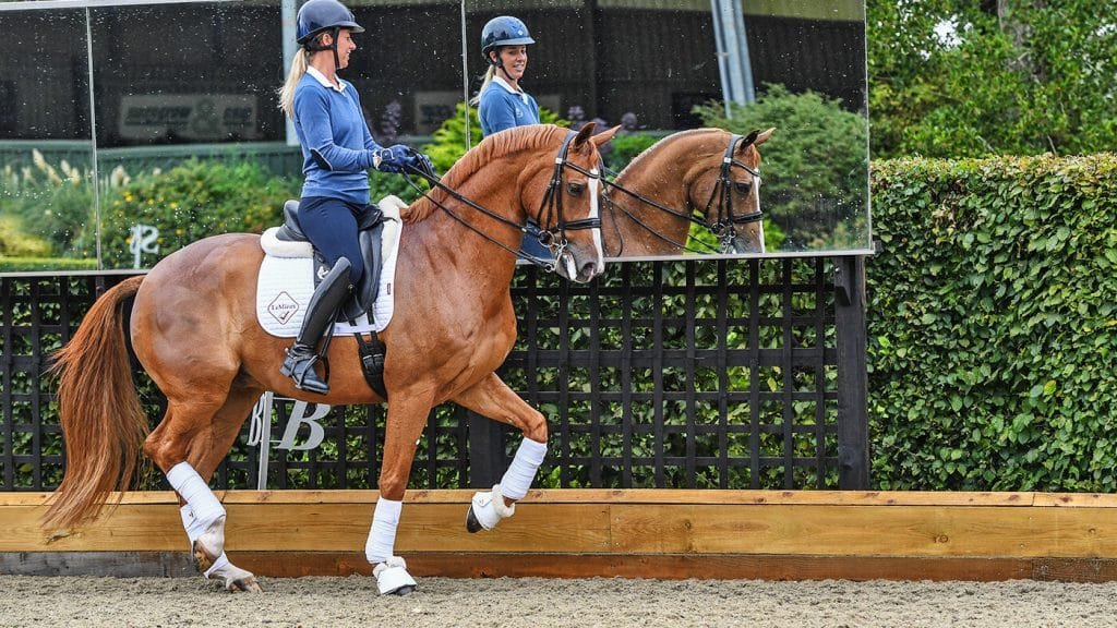 The Role of Warmbloods in Modern Equestrian Competitions