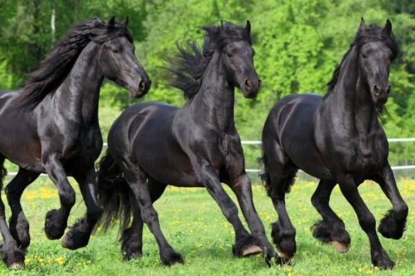 The Unique Beauty of Friesian Horses: A Closer Look