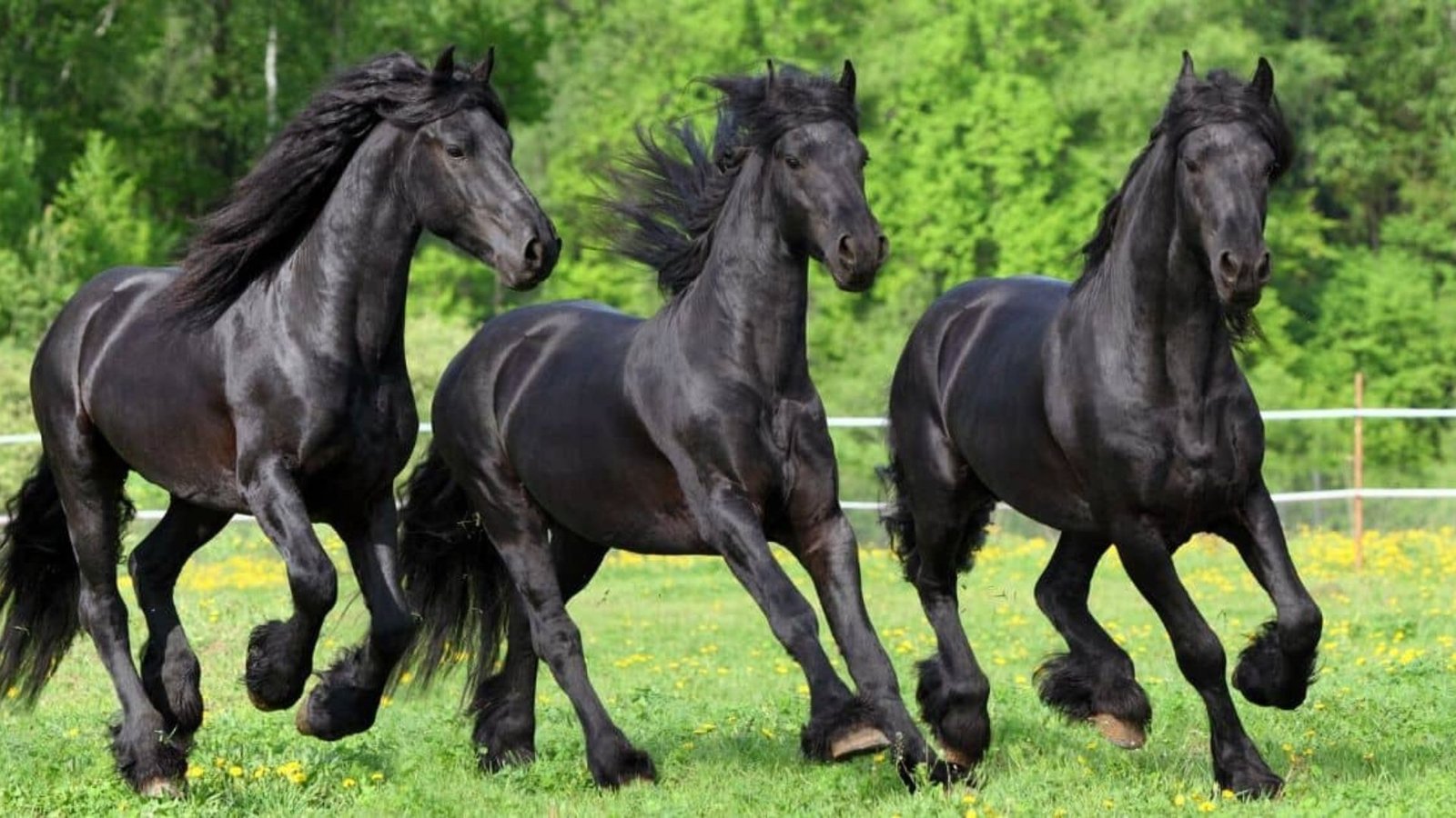 The Unique Beauty of Friesian Horses: A Closer Look