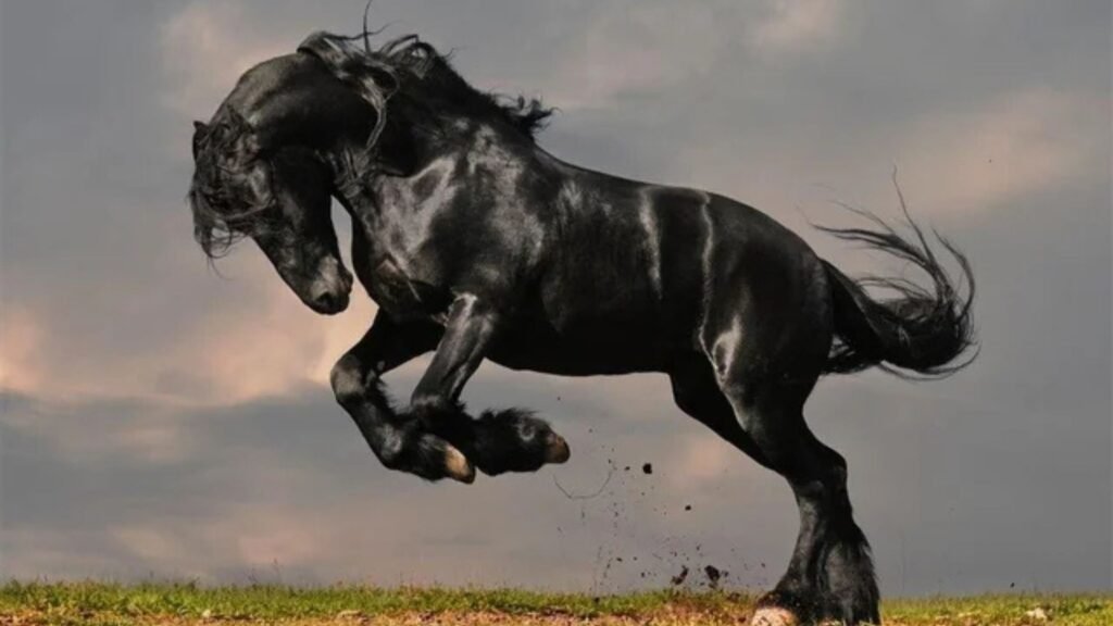 The Unique Beauty of Friesian Horses: A Closer Look