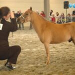 The Unique Characteristics of Miniature Ponies