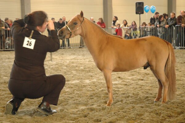 The Unique Characteristics of Miniature Ponies