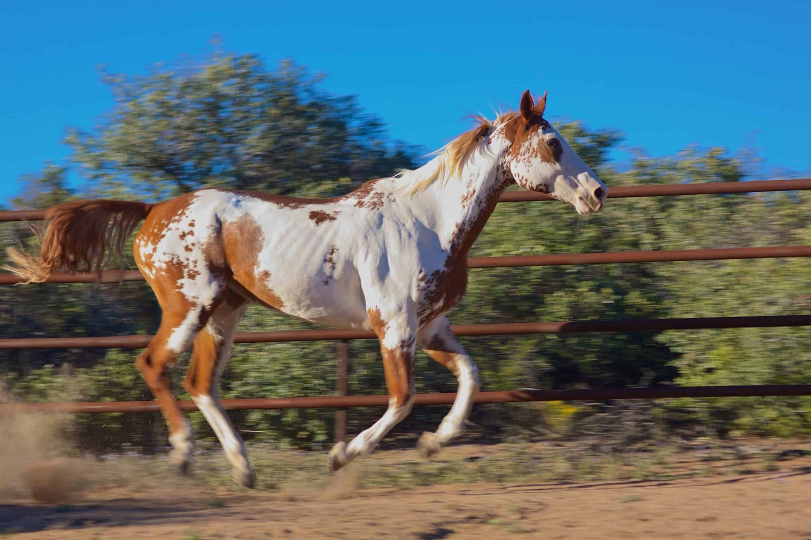 The Unique Coat Patterns of Paint Horses