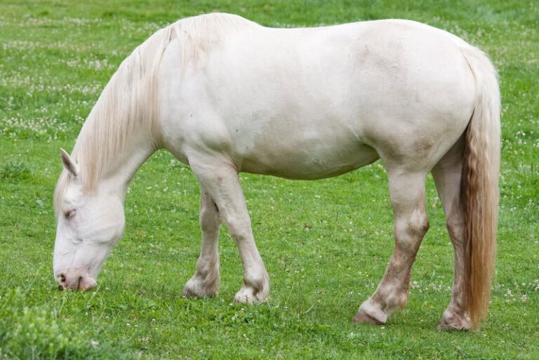 The Unique Qualities of Cream Draft Horses and Their Temperament