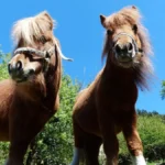 Top Pony Breeds for Children