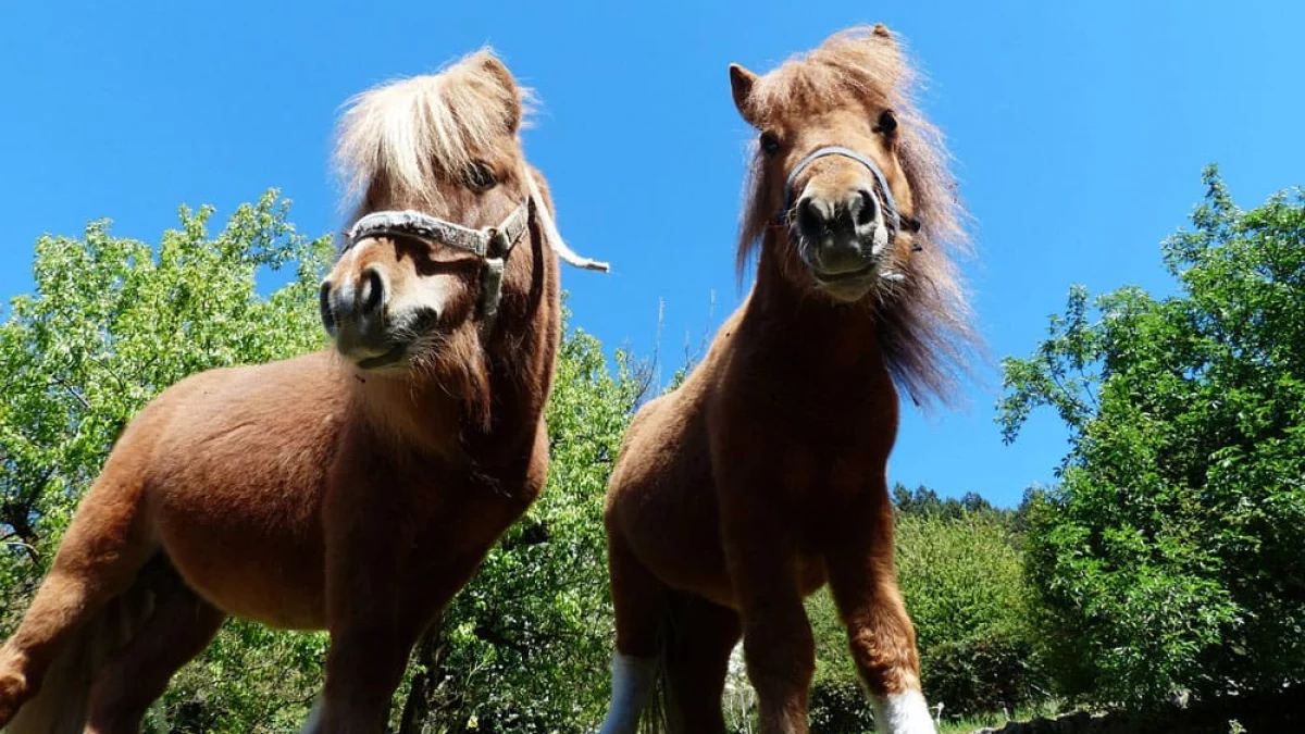 Top Pony Breeds for Children