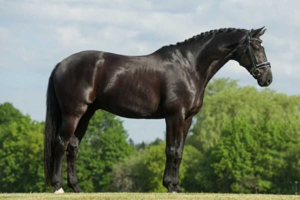 Top Warmblood Breeds You Should Know About