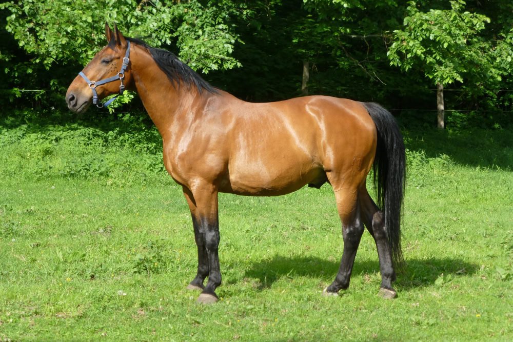 Top Warmblood Breeds You Should Know About