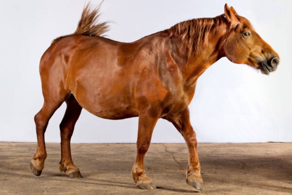 Training Cream Draft Horses for Work and Show