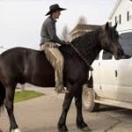 Training Friesian Horses for Riding and Driving
