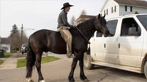 Training Friesian Horses for Riding and Driving