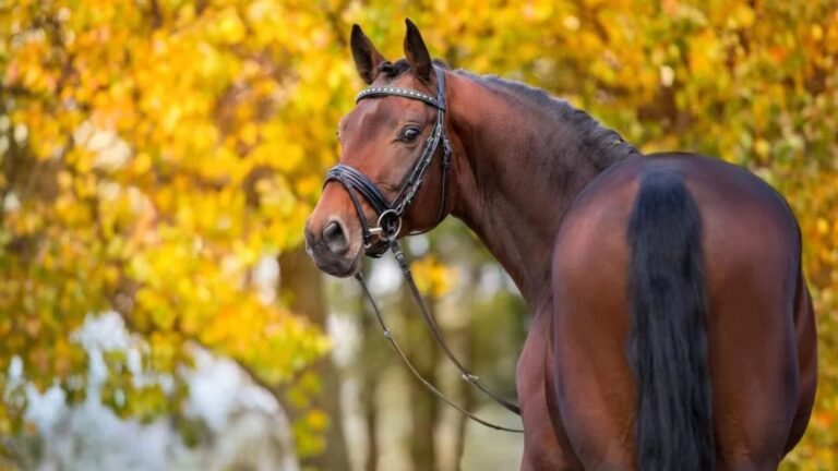 Training Tips for Warmblood Horses