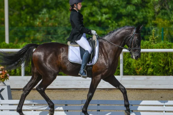 Training a Warmblood for Dressage: Tips and Tricks