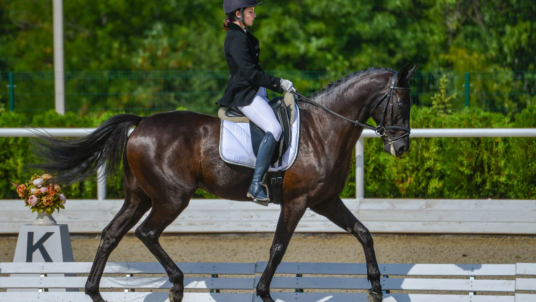 Training a Warmblood for Dressage: Tips and Tricks