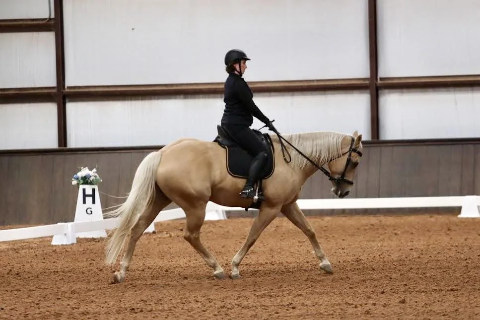 Training a Warmblood for Dressage: Tips and Tricks