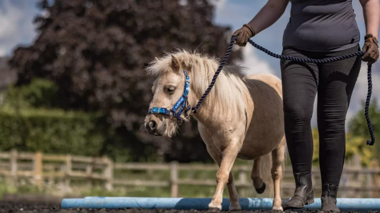 Understanding Pony Behavior: Tips for Handling and Training