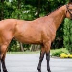 Understanding Warmblood Conformation for Competitive Riding