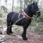 Understanding the Role of Cream Draft Horses in Logging