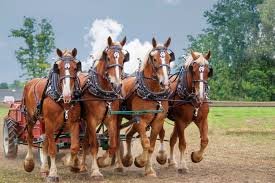 Understanding the Role of Cream Draft Horses in Logging