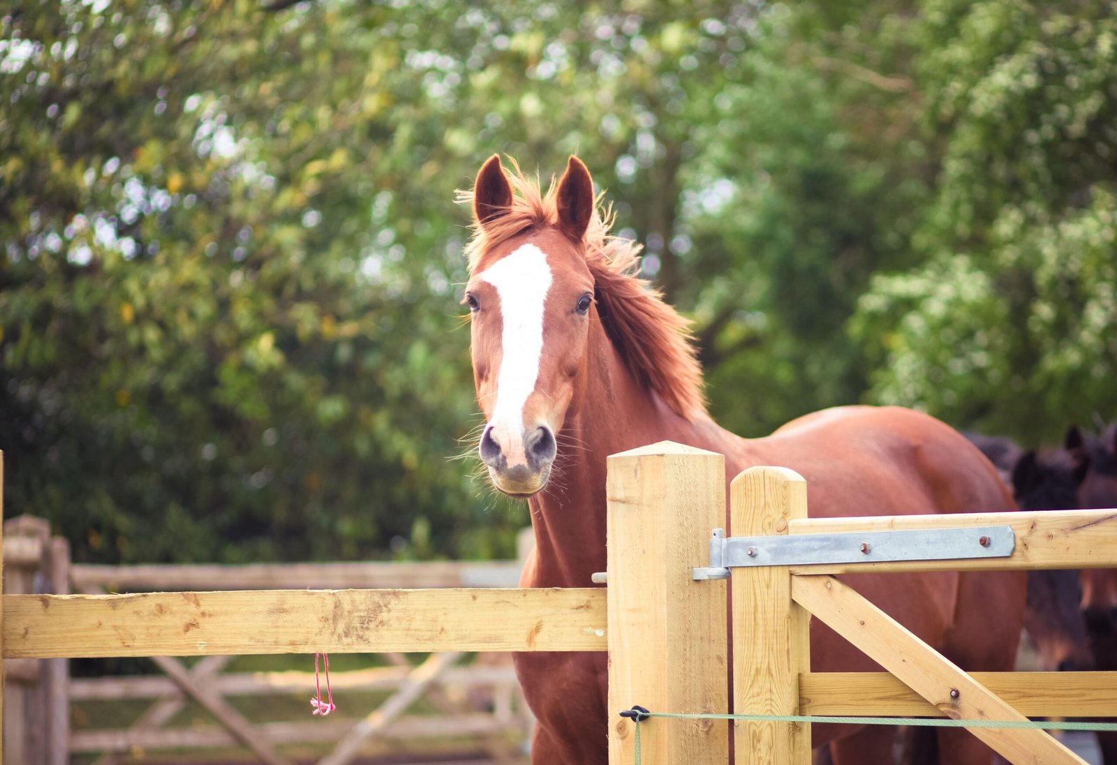 Understanding the Warmblood’s Temperament and Personality