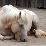 Unique Traits of Cream Draft Horses