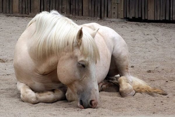 Unique Traits of Cream Draft Horses