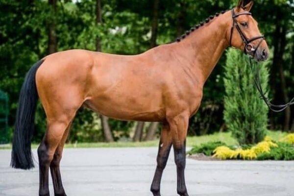 Warmblood Breeding: Key Traits to Focus On