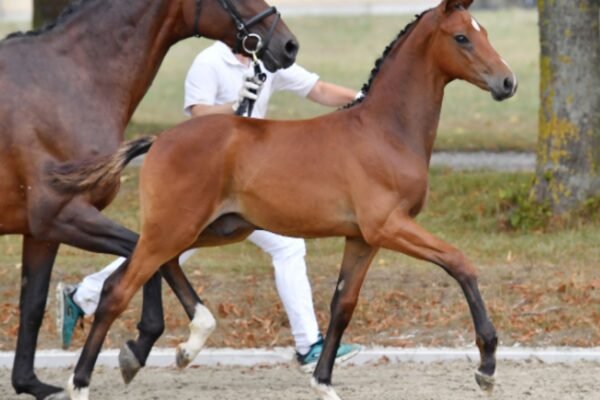 Warmblood Foals: What You Should Know