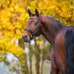 Warmblood Horse Health