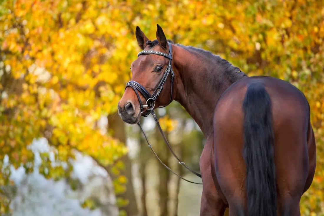 Warmblood Horse Health