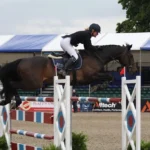 Warmblood Horses: Characteristics that Set Them Apart